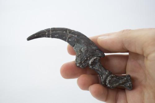 Velociraptor claw with phalanges available on Etsy :https://www.etsy.com/fr/shop/InhumanSpecies?ref=