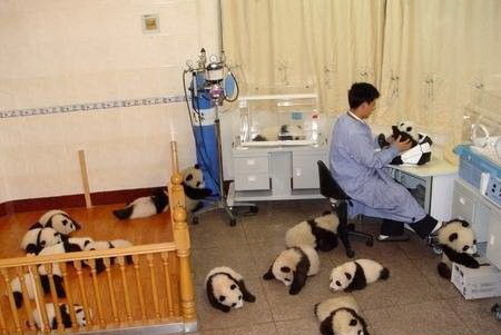 This could be you: Sichuan Province’s Giant Panda Protection & Research Center is hiring p