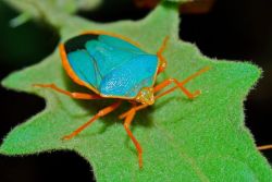 Rhamphotheca:  Turquoise Shield Bug (Edessa Rufomarginata) E. Rufomarginata Is A