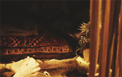 someone stole your tiara;