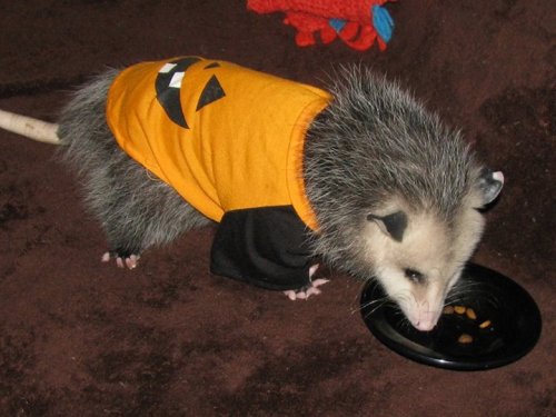 baylaurels:opossummypossum:Athena is in the Halloween spirit.@warboy-dingus