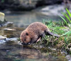 awwww-cute:  I see all your baby animals so I raise you this baby beaver. (Source: https://ift.tt/2qtLILj)