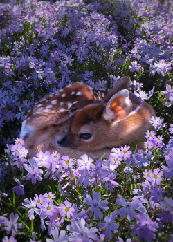 coiour-my-world: “That night she dreamed of the deer. Strangely, the animal was holding her. She cuddled close into the soft fur and touched and kissed it gently. In the morning her pillow was wet with tears.” ― Julie Andrews Edwards  Photography