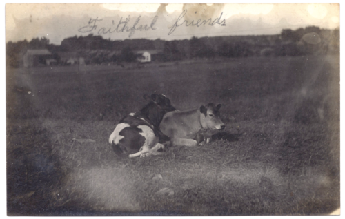 tycheantiques: Antique Real Photo Postcard, c. 1904-1920. Faithful friends @cowfield