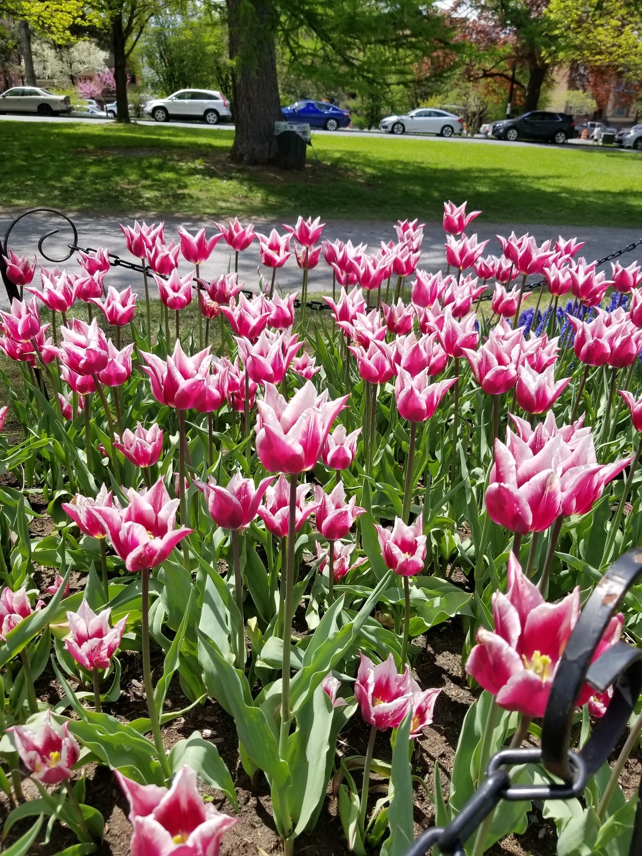 Beautiful day in the park with my love, @celticknot65 tip-toeing through the tulips!