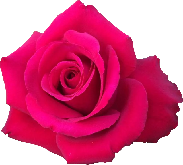red flower
