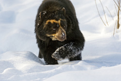 fuck-yeah-bears:Spectacled bear walking in