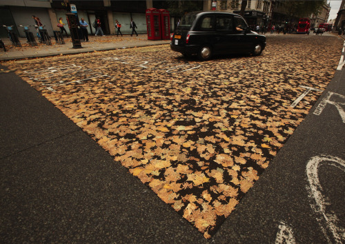 awkwardsituationist:photos by peter macdiarmid of a collage of fallen autumn leaves which stuck to a