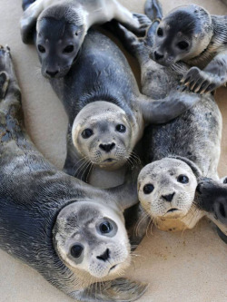 tastefullyoffensive:  But first, let me take a sealfie. [x]