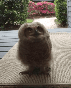 gifsboom:Family Receives Unexpected Visit From Cute Young Owl. [video]