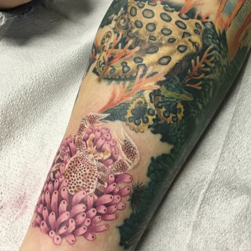 Part of a photo realistic underwater themed leg sleeve Half Pint has been chipping away at