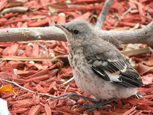 lookatthisbabybird:Northern Mockingbird by Cajunspice on Flickr.