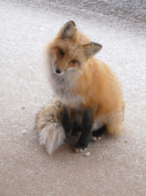 osco-blue-fairy: Snowy Fox by Rob Lee LOOK AT IT TILT ITS HEAD LIKE ‘HELLO HUMAN, YOU WISH TO 