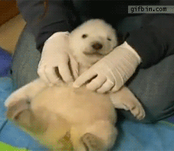 tsunderrorist:  if you’re having a bad day here is a baby polar bear being tickled