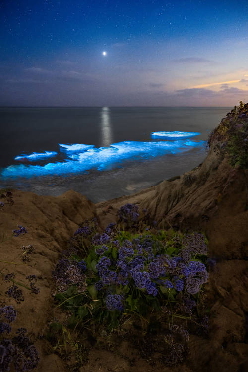 renamonkalou:  Venus shining brightly over bioluminescent waves | Jack Fusco  San Diego, California  