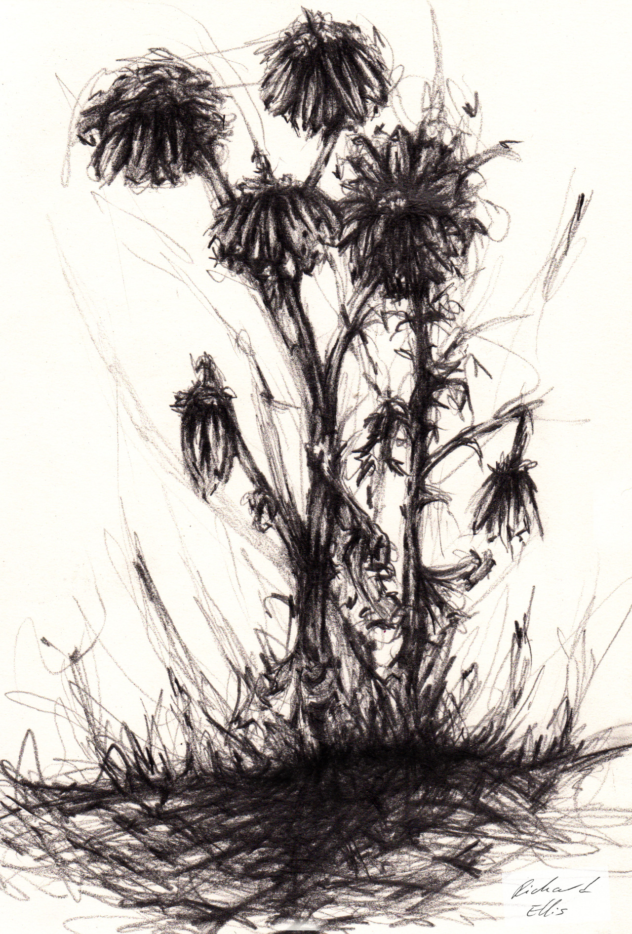 Roboellis Stuff I Ve Made Dying Flowers Pencil Drawing By Richard Ellis Choose your favorite dying flower designs and purchase them as wall art, home decor, phone cases, tote bags, and more! dying flowers pencil drawing
