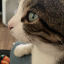 spacecatgalaxy