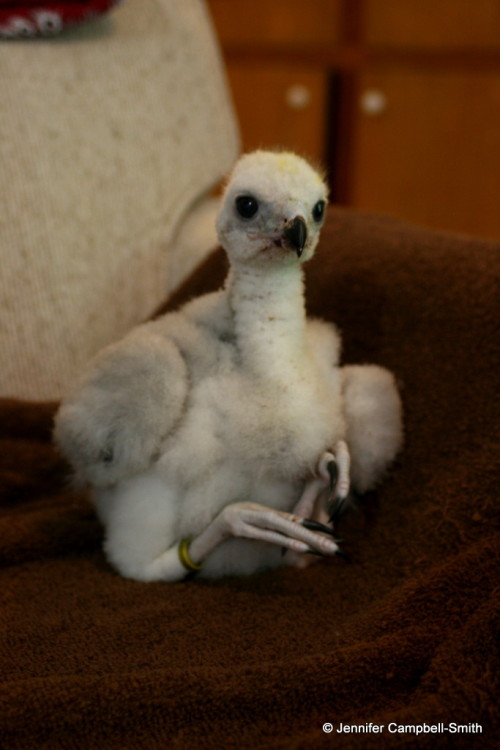 This is my friend’s new baby (eyass) northern goshawk (Accipiter gentilis).  He is a captive b