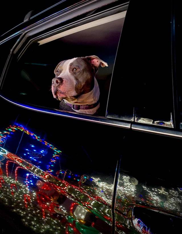 “My wife and I don’t have kids yet so we take our dog out to look at the lights. He absolutely loves it.”  (Source)