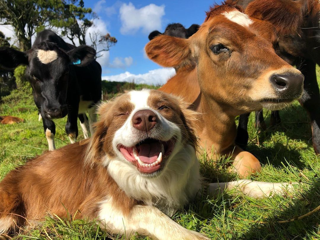 Dog: what do you call a cow who doesn’t give milk? Cow: .....  Dog: an udder failure!