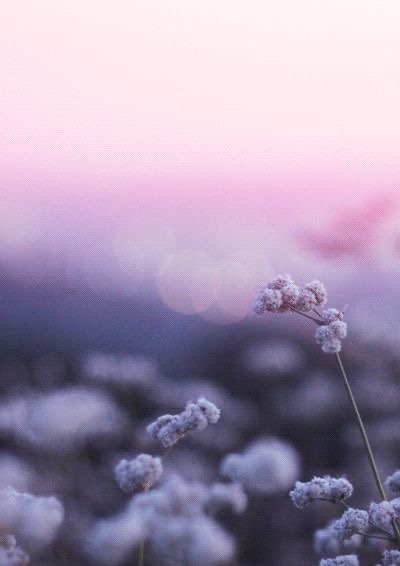 rosacarolina: