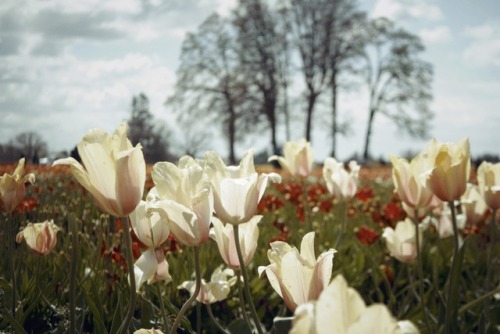 Tulip Festival Woodburn, OregonApril 2017Website