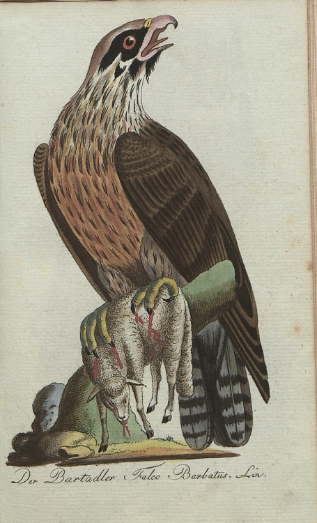 end0skeletal:For your enjoyment: Very Bad™ scientific illustrations fromGetreue Abbildungen Naturhis