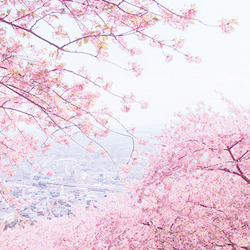 Porn Pics cinnahearts:  sakura trees | 1 2 3 4 5 6