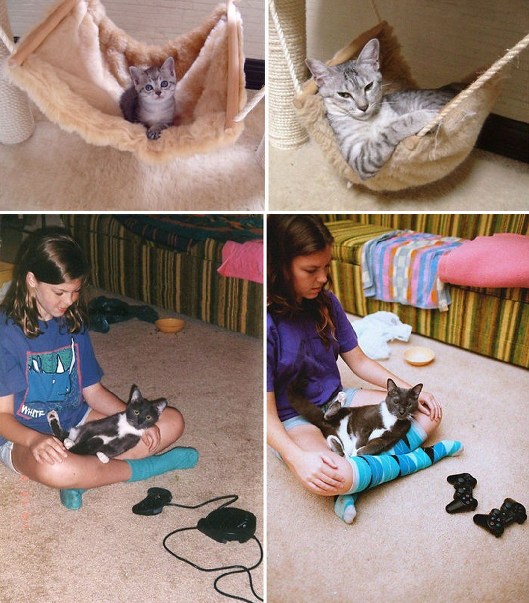 tastefullyoffensive:Before and After Photos of Cats Growing Up (photos via bored