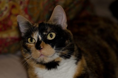 cat-overload: Our beloved little beast! Reddit, meet Kiwi. / via