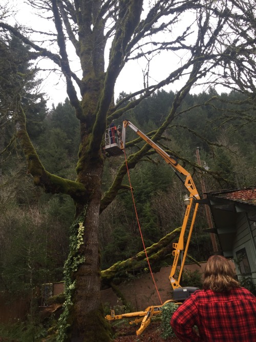Helped my buddy and his dad cut down some dangerous trees that were going to fall on a house (½)