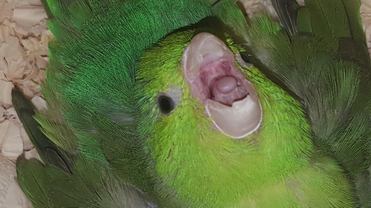 beakybirds:  she scream 