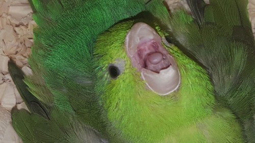 XXX beakybirds:  she scream  photo