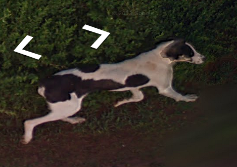 foxfamilyfeatures:  it seems like this dog chased the google streetview car for a while until it lost interest and wandered off  