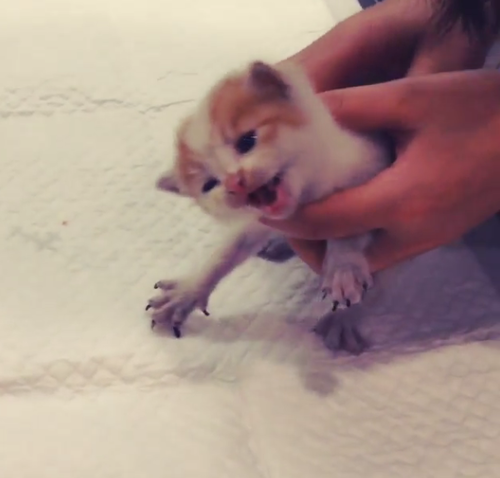 youngbaebae:  Godfrey Gao rescued an injured kitten in his basement garage. The kitten