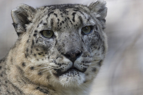 sdzsafaripark:  9 Scary Animals You Shouldn’t Be Afraid Of Read more… 