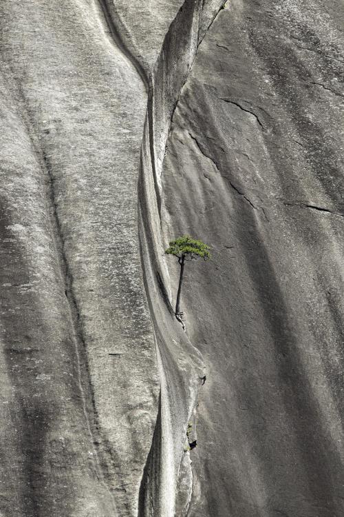 amazinglybeautifulphotography:  Life finds a way. Stone Mt. State Park, NC. [OC] 2250x1500 - Author: DroppingVittles on reddit