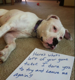 breathless-sound:  moonstresss:  The best dog shaming pictures on the internet, check out the full list here  *in the arms of the angels playing loudly in the background*