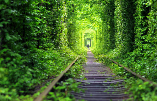 Love Tunnel in Klevan, Ukraine. The railway is almost abandoned now, so the trees have naturally gro