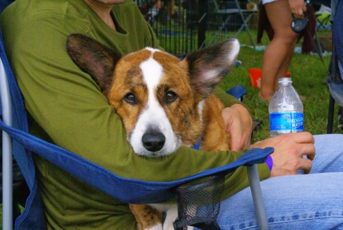 fenrisandrockythevallhunds:  Cardigan appreciation post, from Corgi Celebration 2013! 