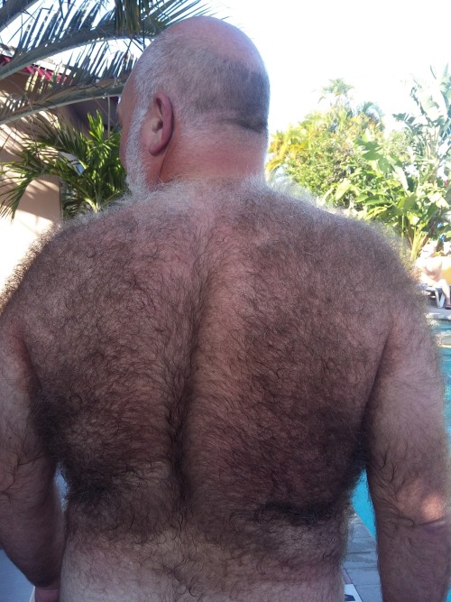 bostonbearpig:  Another shot of my furry back. (This seems to be a popular subject… ). Once a