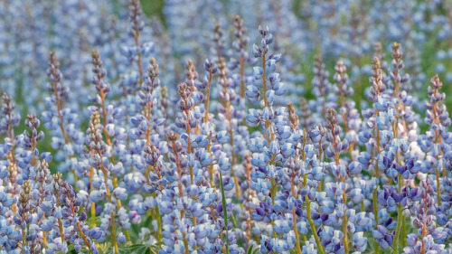 blooms-and-shrooms: Wild lupine (Lupinus perennis) by ER Post on Flickr.