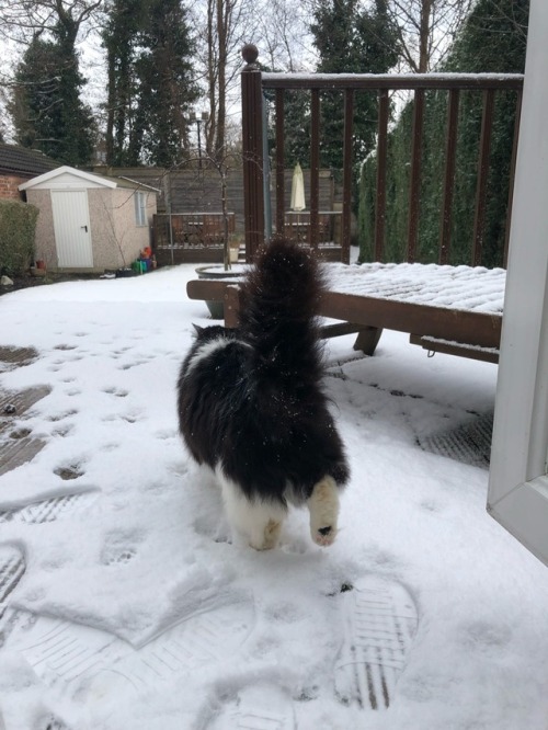 pastelgalleria:  More quality snowy Claude content I made the first pic my home screen I love my fluffy dork