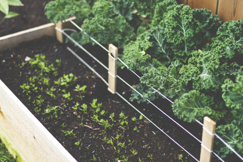 Kale and carrots.