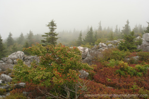 appalachianphotojournal:Storm on the Mountain: Dolly Sods, West Virginia (September 2006)What makes 