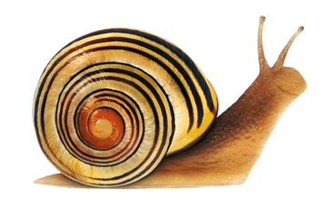 the-snult:Wow this snail has an awesome shell AND it’s smiling.Snappy (snail happy) Snail :) Remembe