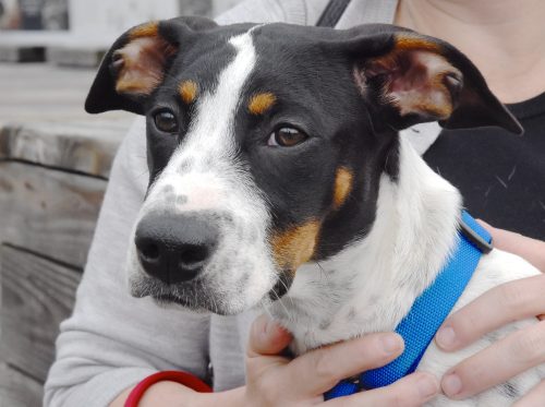 seespotrescued:  Hold On to Chynna Phillips! Chynna is a four-month-old, 20-pound (currently) Basset