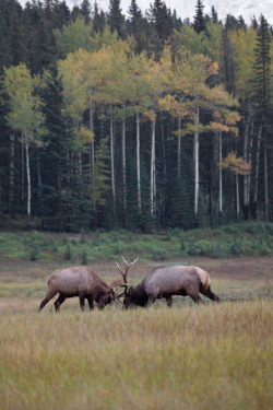 vurtual:  Bull Elks - Banff National Park, Canada (by softclay)