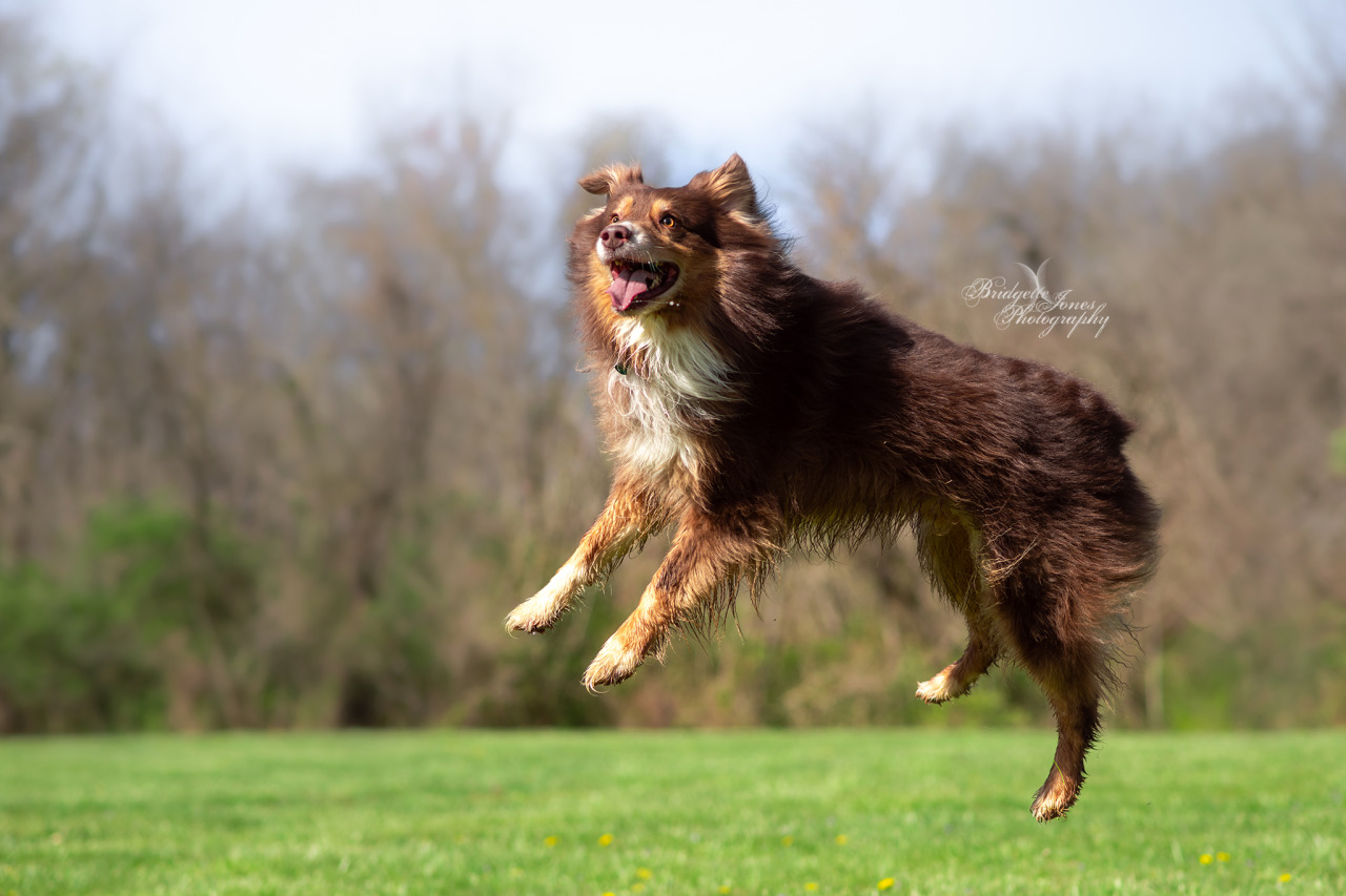 Pazuzu in the air: a photoset Action shots like these excite me so much because it’s so HARD to not only catch your dog in 