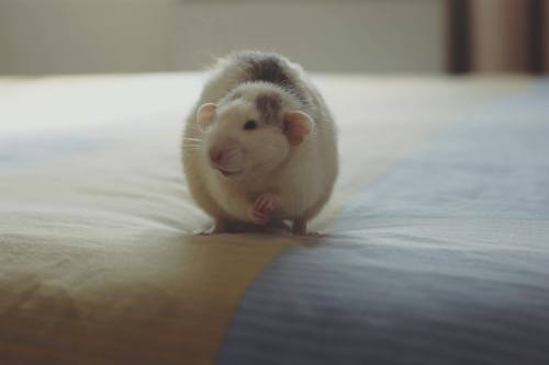 petmicenow:  Little Bito playing in my bed. He is so damn cute! 